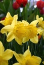 Yellow Daffodils and Red Tulips