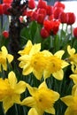 Yellow Daffodils and Red Tulips