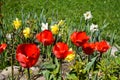 Yellow daffodils and red tulips in the flowerbed Royalty Free Stock Photo