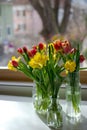 Yellow daffodils and red tulips in three glass vases against the window Royalty Free Stock Photo