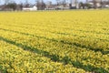 Yellow daffodils in rows on flowerbulb field in holland Royalty Free Stock Photo