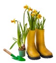 Yellow daffodils and rubber boots isolated Royalty Free Stock Photo