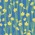 Yellow daffodils seamless vector pattern on blue background. Narcissus spring flowers.