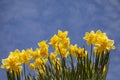 Yellow daffodils seen from below. Low angle shot with blue sky in background.