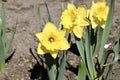 Yellow daffodils. Spring in the city park.