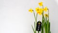 Yellow daffodils spring flowers bouquet with tag For You.Narcissus on a white stone wall background.Springtime holidays concept. Royalty Free Stock Photo