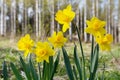 Yellow daffodils, spring flowers in the garden Royalty Free Stock Photo