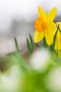 Yellow daffodils, spring flowers in the garden Royalty Free Stock Photo