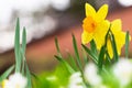 Yellow daffodils, spring flowers in the garden Royalty Free Stock Photo