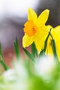 Yellow daffodils, spring flowers in the garden Royalty Free Stock Photo