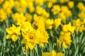 Yellow Daffodils Spring Flowers Meadow