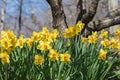 Yellow Daffodils in Spring Garden