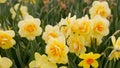 Yellow daffodils in the sun Royalty Free Stock Photo