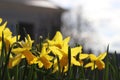 Yellow daffodils in the sun during spring Royalty Free Stock Photo