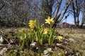 Yellow Daffodils  Tete a Tete Narcissi in garden Royalty Free Stock Photo