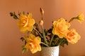 Yellow daffodils in a vase Royalty Free Stock Photo