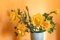 Yellow daffodils in a vase Royalty Free Stock Photo