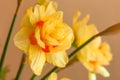 Yellow daffodils in a vase Royalty Free Stock Photo