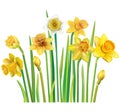 Yellow daffodils on a white background