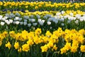 Yellow Daffodils and white tulips at The Keukenhof, Royalty Free Stock Photo