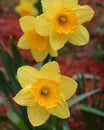 Double daffodils Royalty Free Stock Photo