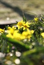 Yellow dafodill detail in spring garden