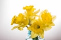 Yellow dafodills in blue jar