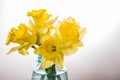 Yellow dafodills in blue jar