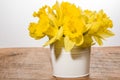 Yellow dafodills in white bucket