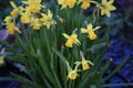 Yellow dafodils in spring time Royalty Free Stock Photo