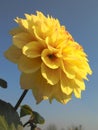 Yellow dahila