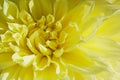 Yellow Dahlia Royalty Free Stock Photo