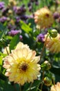 Yellow Dahlia blossom Outdoor Garden Sunlight Royalty Free Stock Photo