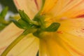 Yellow Dahlia Bracts