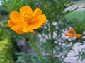 Yellow dahlia close-up nature seen beautiful landscape plants