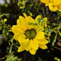 Yellow dahlia fine art flower photoraphy