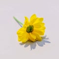 Yellow dahlia fine art flower photoraphy on white background