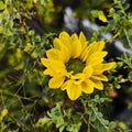 Yellow dahlia fine art flower photoraphy