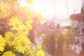 Yellow dahlia flower background with soft lighting