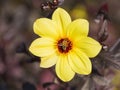 A yellow dahlia flower with a bee on it Royalty Free Stock Photo
