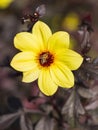 A yellow dahlia flower with a bee on it Royalty Free Stock Photo