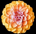 Yellow  dahlia flower  on black isolated background with clipping path. Closeup. For design. Royalty Free Stock Photo