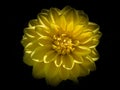 Yellow Dahlia Flower with a black vignetering