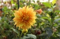 Yellow dahlia flower on a blur green background Royalty Free Stock Photo