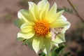 Yellow dahlia flower with butterfly. Royalty Free Stock Photo