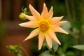 Yellow Dahlia flower in the garden