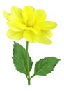Yellow dahlia flower