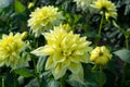 Yellow dahlia flower, beatyful bouquet or decoration from the ga