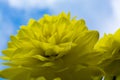 Yellow dahlia flower, beatyful bouquet or decoration from the ga