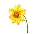 Yellow Dahlia flower, Spring flower.Isolated on